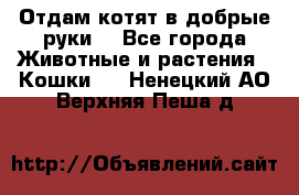 Отдам котят в добрые руки. - Все города Животные и растения » Кошки   . Ненецкий АО,Верхняя Пеша д.